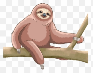Sloth Pygmy Three Toed Gif - PygmyThreeToedSloth Discover u0026 Share GIFs png