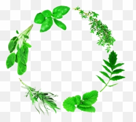 Herbs Vector Lemon Leave Clipart - Full Size Clipart Herbs Vector Png Frame,Herbs Png
