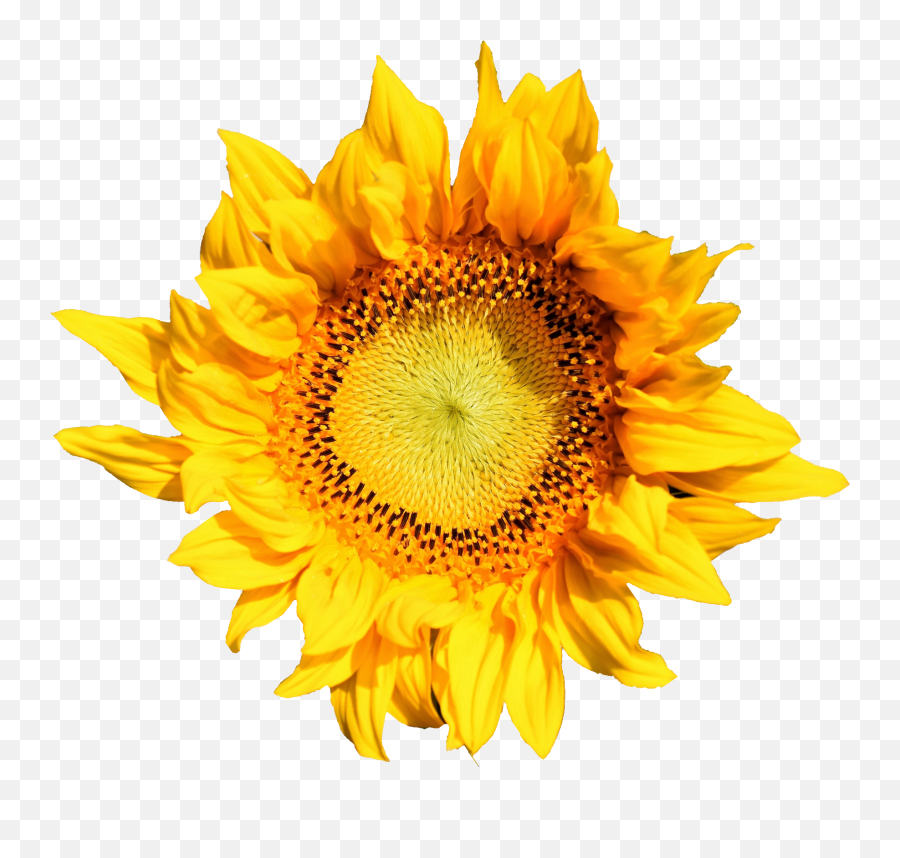 4 Sunflower Png Transparent Onlygfxcom - Sunflower,Watercolor Sunflower Png