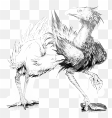 Two Chocobos Blank Template - Imgflip png