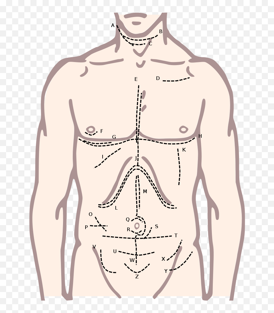Incisions Of The Torso - Chemical Basis Of Love Png,Torso Png