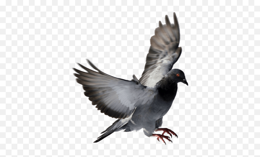 Bird Spikes Installation Service - Pigeon Png,Pigeons Png