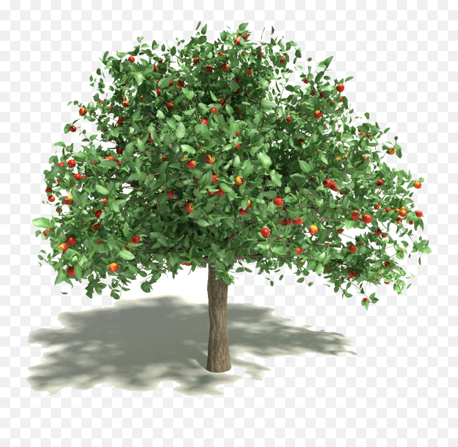 Free Apple Tree Clipart Png Blood Pack - Apple Tree Png,Apple Tree Png