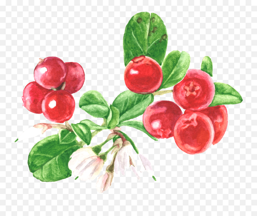 Cranberry - Silver Buffaloberry Png,Cranberry Png