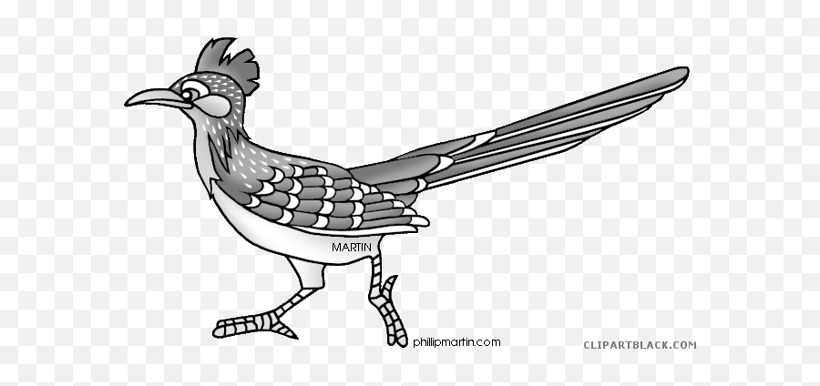 Roadrunner Animal Free Black White - Clipart Roadrunner Png,Road Runner Png