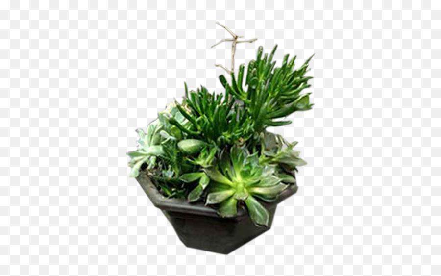 Download A Garden Of Succulent Plants - Garden Png Image Flowerpot,Succulent Transparent Background