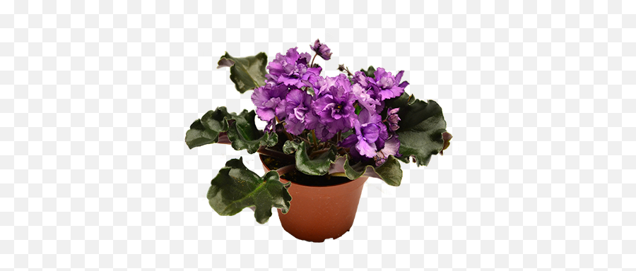 Download African Violet Isolated - Flowerpot Png,Violets Png