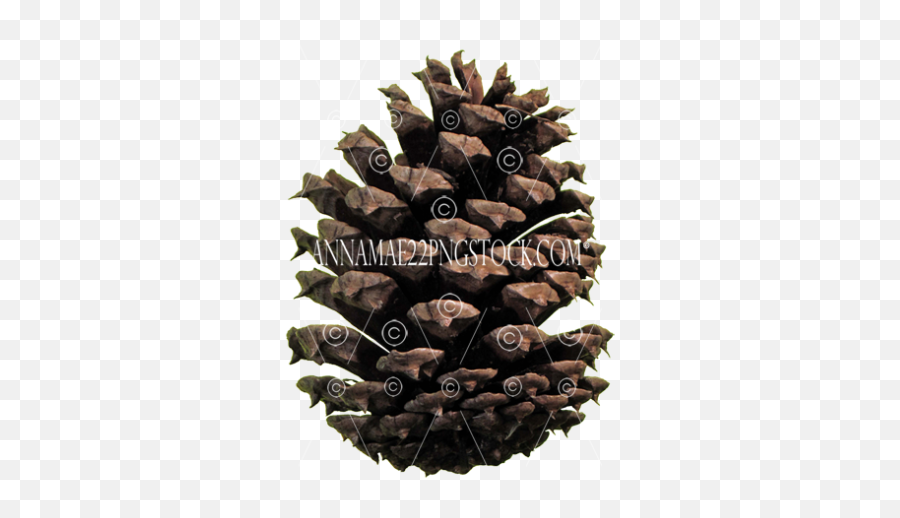 Free Png Stock Photos - Pine Cone Top View Png,Pine Cone Png