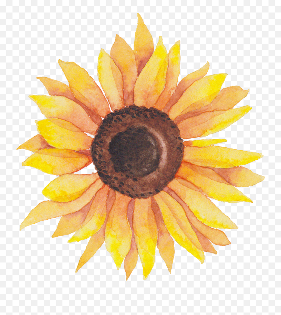 Library Self Portraits Catherine Holmes - Transparent Background Sunflower Clipart Png,Sunflower Transparent Background