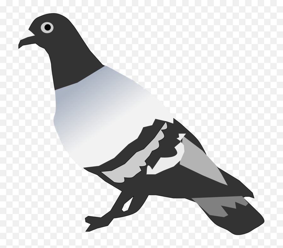 Pigeons And Doves Rock Dove Bird Png - Pigeon Clipart,Doves Flying Png