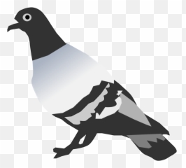 Pigeons And Doves Rock Bird Png - Clipart
