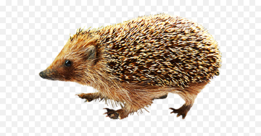 Hedgehog Png Clipart 6 - Png 6055 Free Png Images Starpng Free Hedgehog Clip Art,Hedgehog Png
