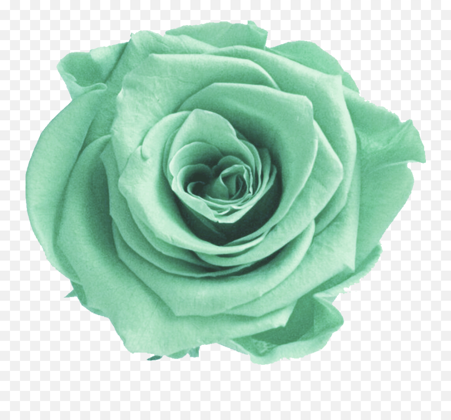 Download Mint Flower Png Picture - Aesthetic Green Flower Green Flower Png,Flower Transparent Background