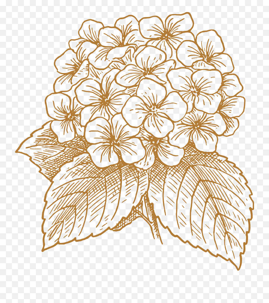 Flower Drawing Png - French Hydrangea Flower Drawing Clip Hydrangea Clip Art,Flower Drawing Png
