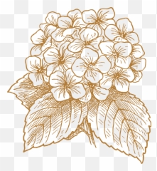Flower Drawing Png - French Hydrangea Flower Drawing Clip Art