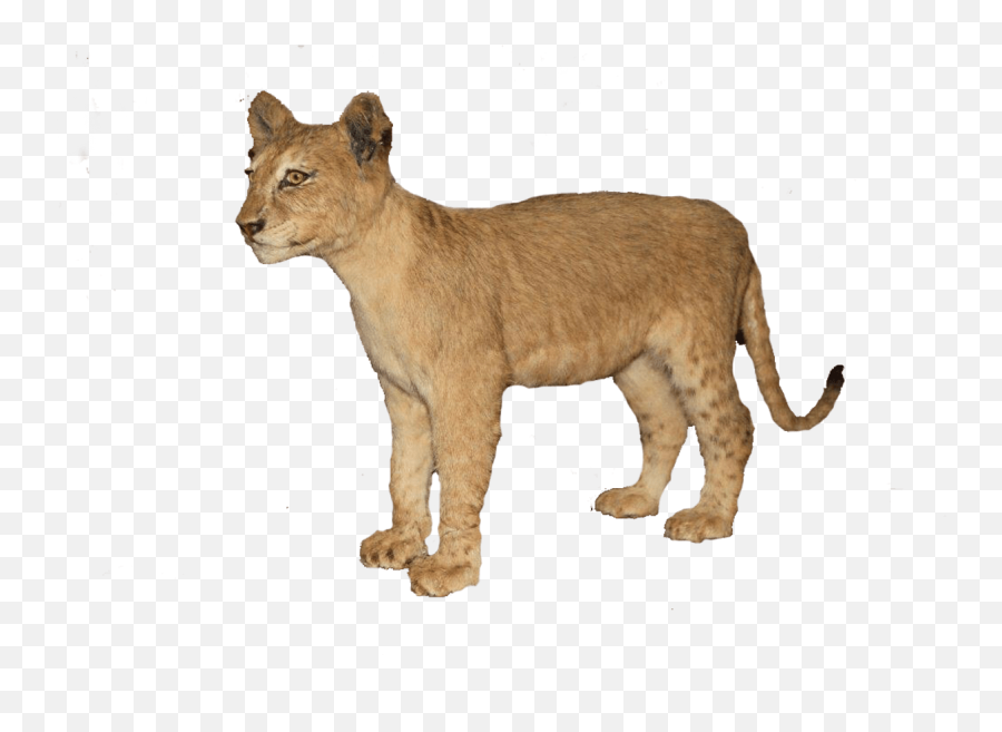Download Clip Art Free Brown Full Mount - Taxidermy Baby Lion Png,Baby Lion Png