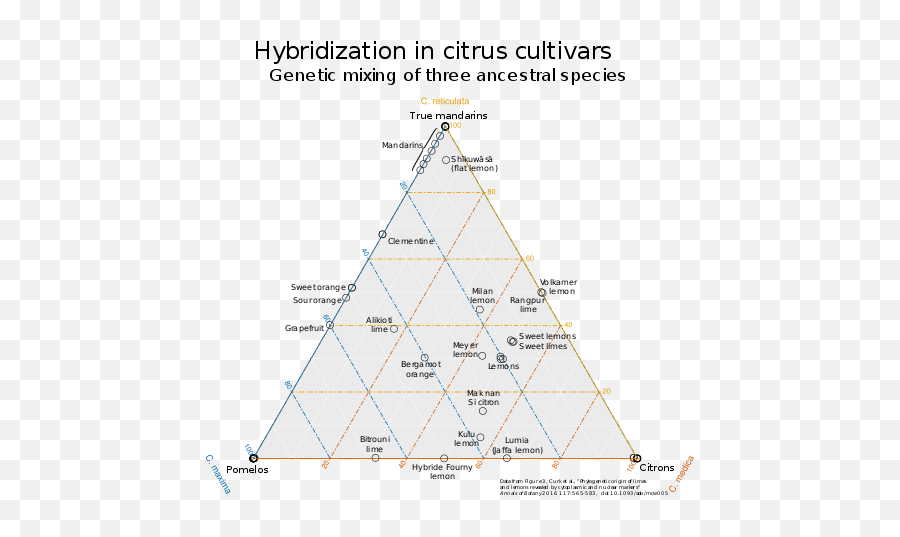 Citrus - Wikipedia Diagram Png,Lemon Transparent Background