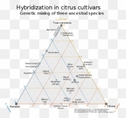Citrus - Wikipedia Diagram Png,Lemon Transparent Background