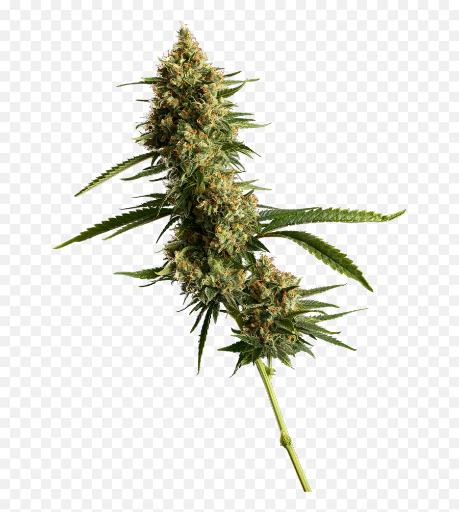 Cannabis Products Dna Genetics - Language Png,Weed Nugget Png