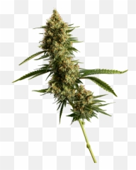 Cannabis Products Dna Genetics - Language Png,Weed Nugget Png