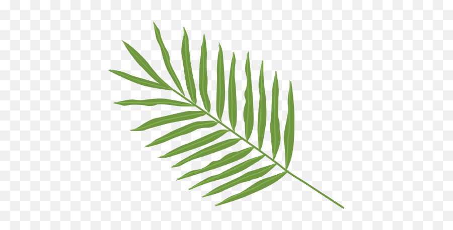 Transparent Png Svg Vector File - Palm Tree Leaf Types,Palm Tree Leaves Png
