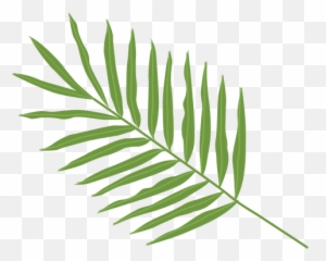 Transparent Png Svg Vector File - Palm Tree Leaf Types
