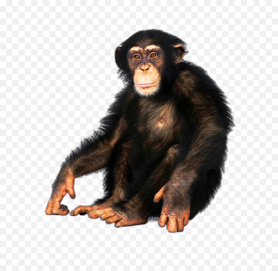 Monkey Transparent PNG