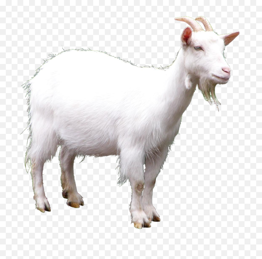 Animals Png Images - Goat Png Transparent,Goats Png