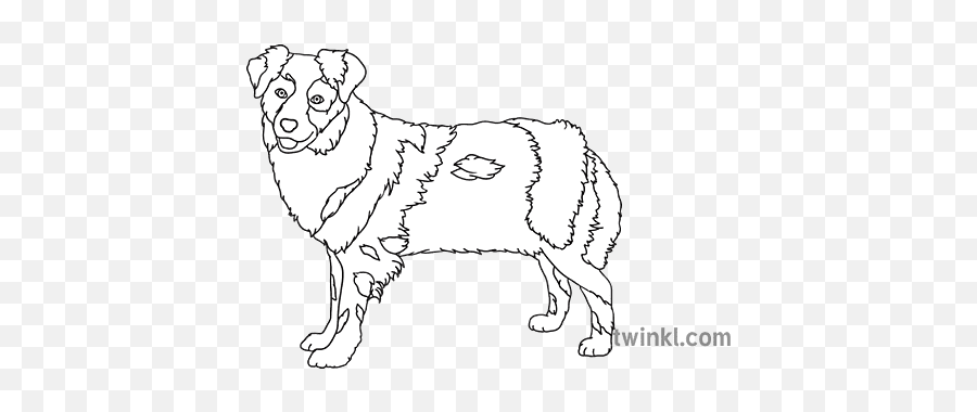 Australian Shepherd Dog Black And White - Northern Breed Group Png,Australian Shepherd Icon