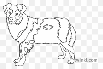Australian Shepherd Dog Black And White - Northern Breed Group Png,Australian Shepherd Icon