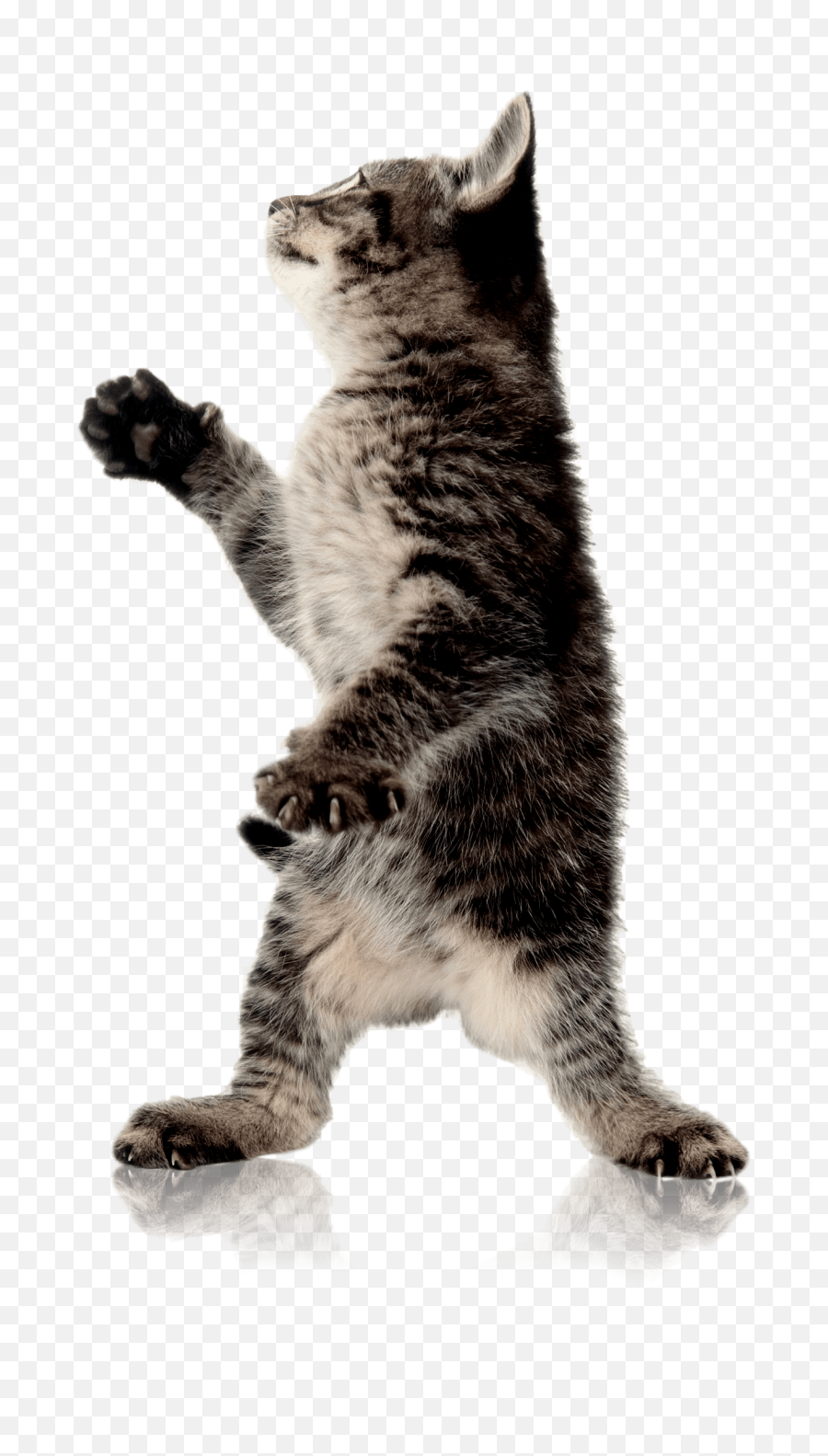 Cat Standing Up - Transparent Background Buzz Uploads Cat Fishing Pole Toy Png,Cat With Transparent Background