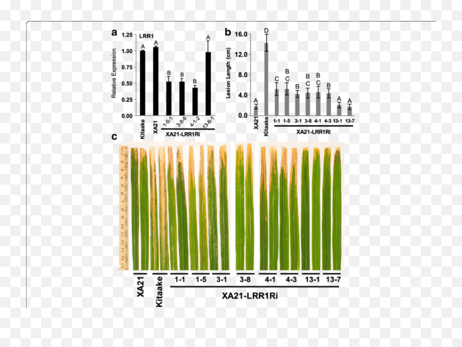Silencing Of Lrr1 In The Xa21 Genetic Background Enhances - Musical Composition Png,Rice Transparent Background