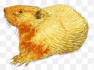 Groundhog Projects Photos Videos Logos Illustrations - Gopher png