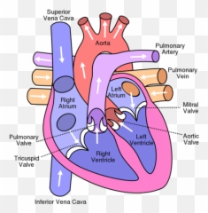 Nur 325 - Exam 1 Flashcards Quizlet png