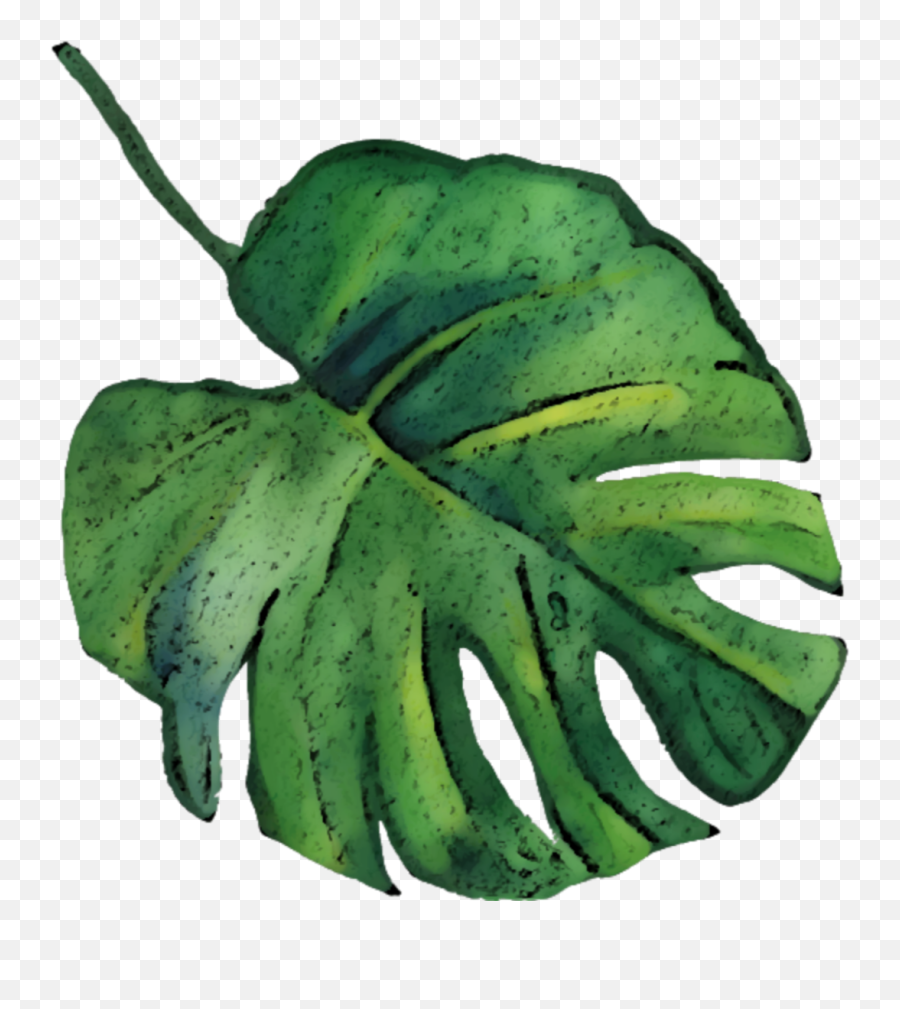 Png Tropical Leaf 1 Image - Watercolor Palm Leaf Png,Tropical Leaf Png