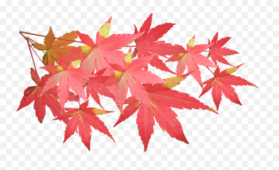 Leaves Maple Branch - Japanese Maple Leaves Png,Japanese Maple Png