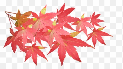 Leaves Maple Branch - Japanese Png