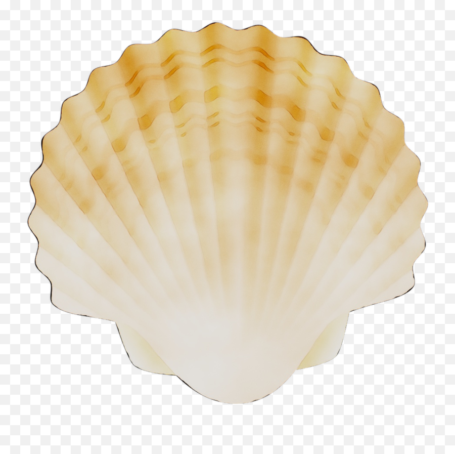 Cockle Conchology Scallops - Scallops Png,Shell Png