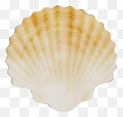 Cockle Conchology Scallops - Scallops Png,Shell Png