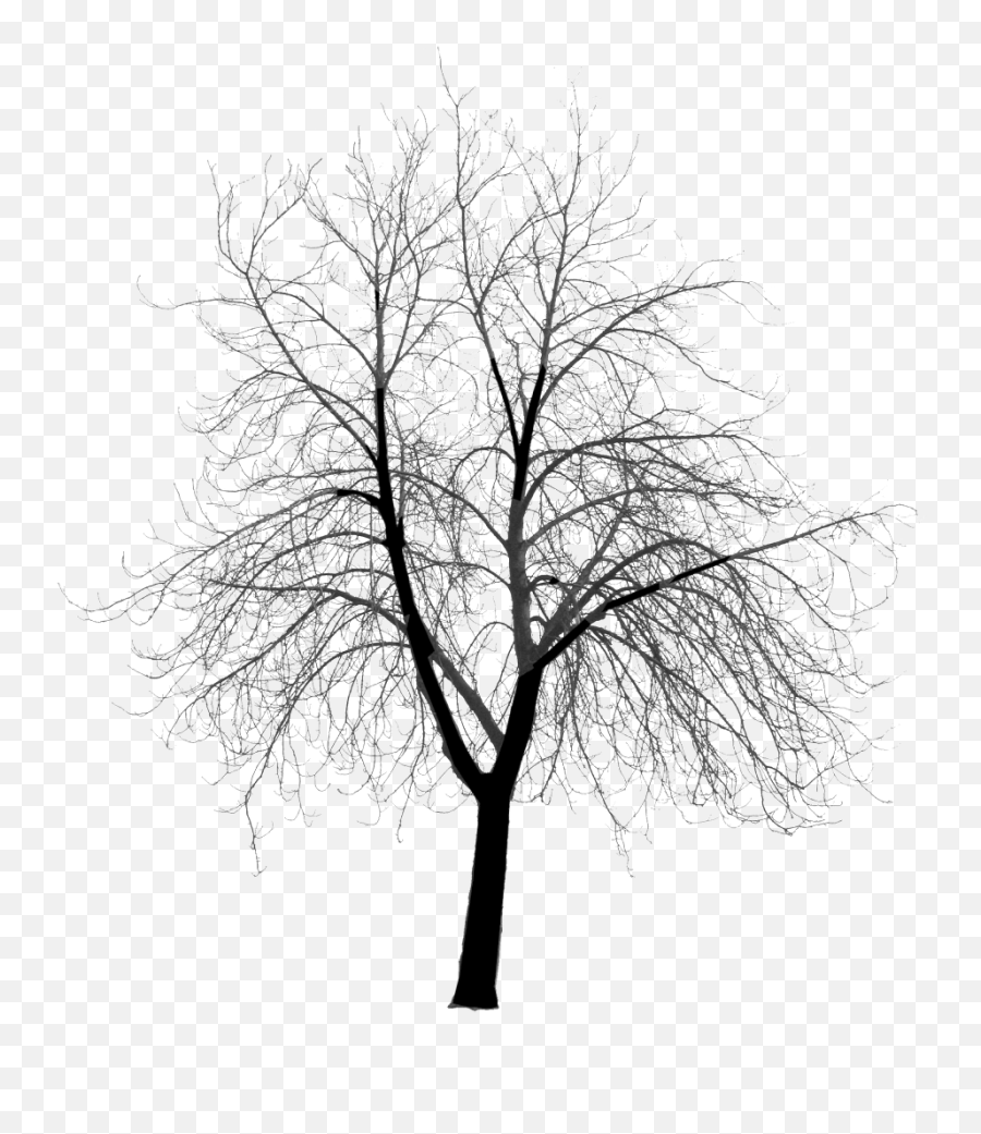 Hd Photo Clickhandler 2351 1 - Architecture Silhouette Tree Png,Creepy Tree Png