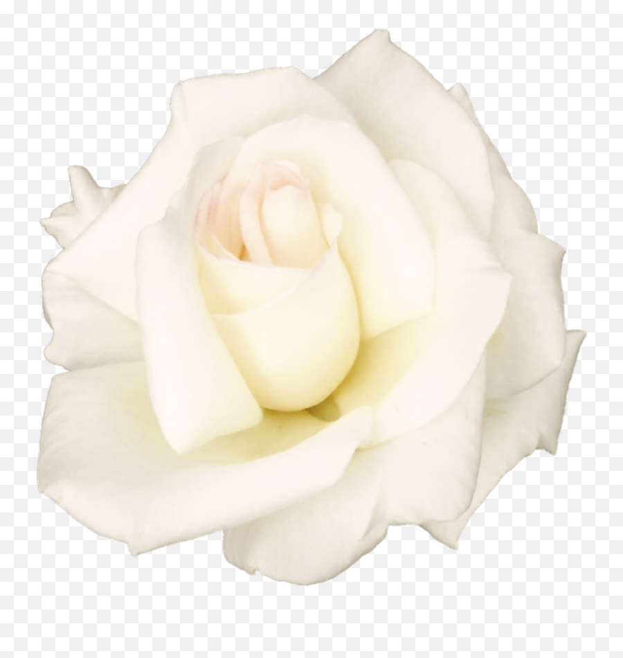White Rose Png Transparent Image - White Rose Png Transparent,Rose Transparent