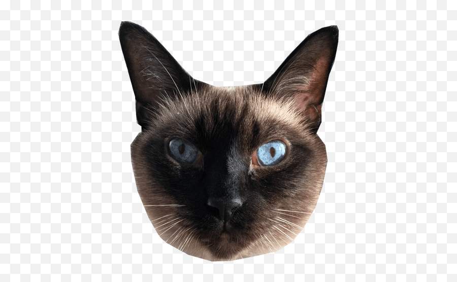 Ultimate Cat - Siamese Cat Head Transparent Png,Cat Head Png