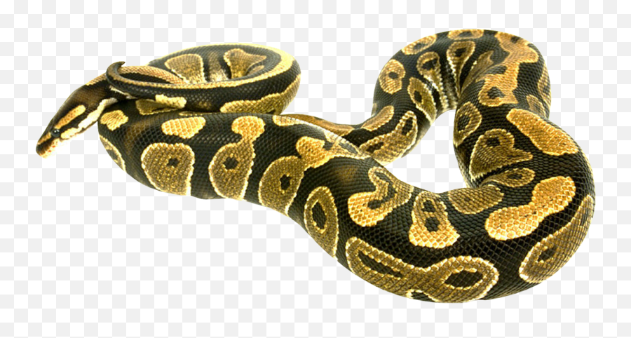 Snake Boa Constrictor Reptile - Boa Constrictor Png,Snake Transparent Background