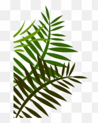Cartoon Jungle Leaves Transparent - Cartoon Bunch Of Leaves Png,Jungle  Leaves Png - free transparent png images 