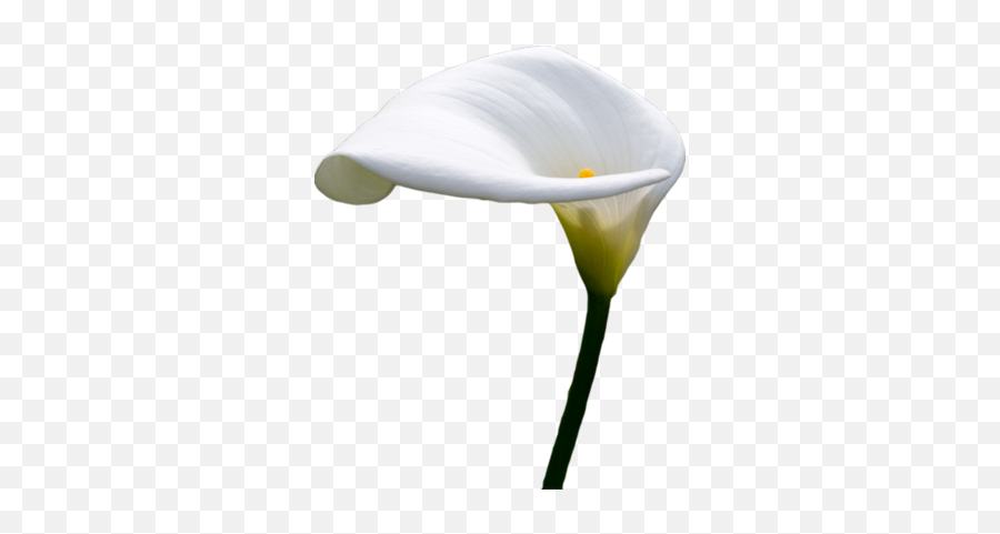 Download Calla Lilly Psd - White Calla Lily Png,Lily Transparent Background