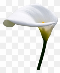 Download Calla Lilly Psd - White Calla Lily Png,Lily Transparent Background