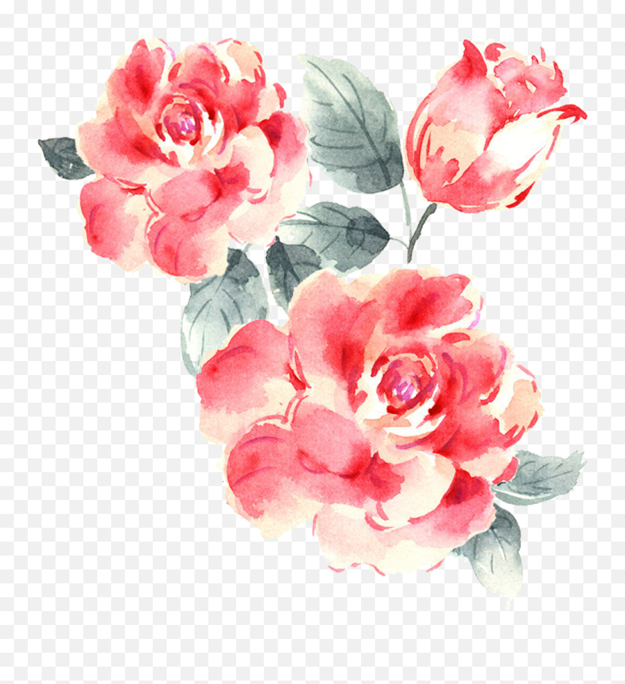 Rose Bush Png - Roses Drawings Png,Rose Bush Png