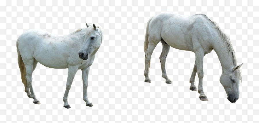 Horse Png Image Background Arts - White Horse Png,Horse Transparent Background