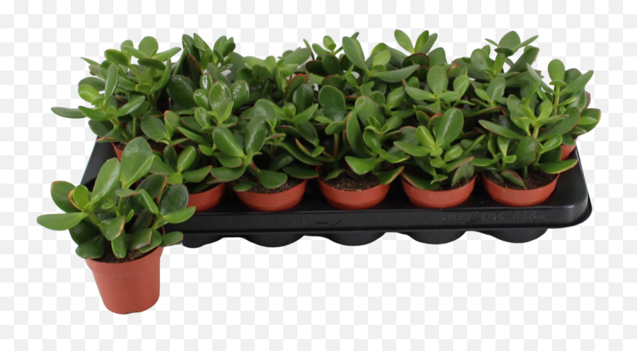 Crassula Sunset - Flowerpot Png,Succulents Png