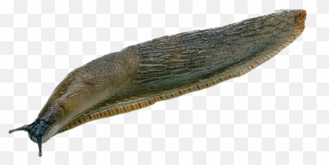 Slug Png - Slug Png,Slug Png